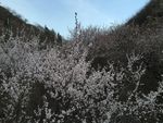 桃花谷