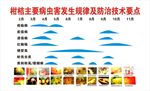 柑桔主要 病虫害发生 规律及防