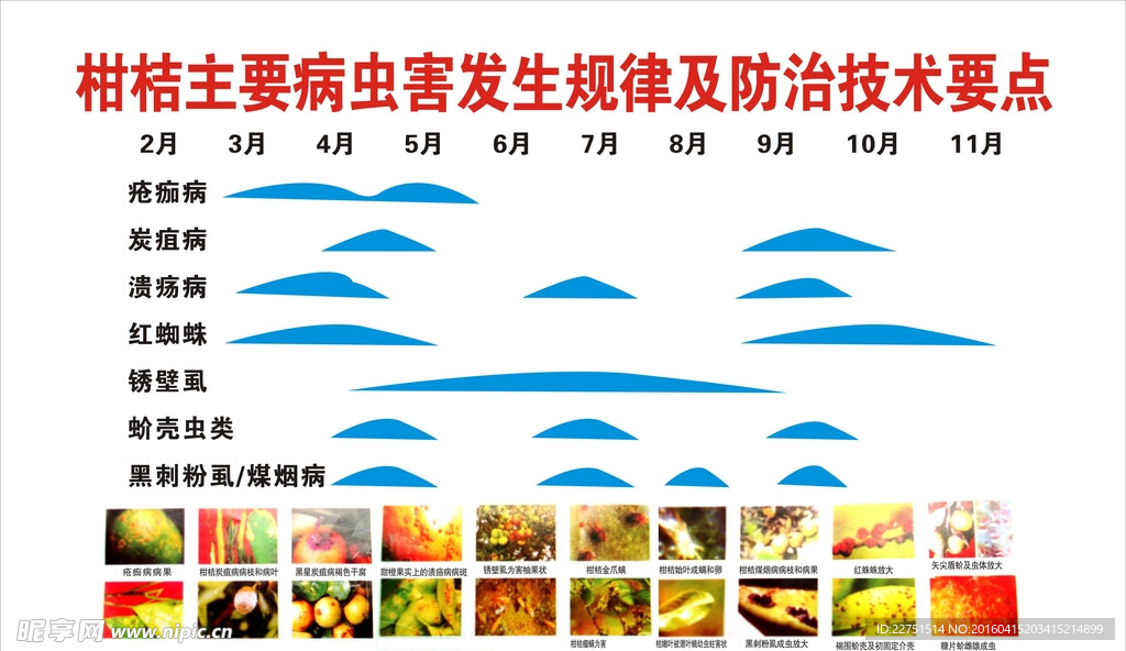 柑桔主要 病虫害发生 规律及防