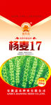杨麦17
