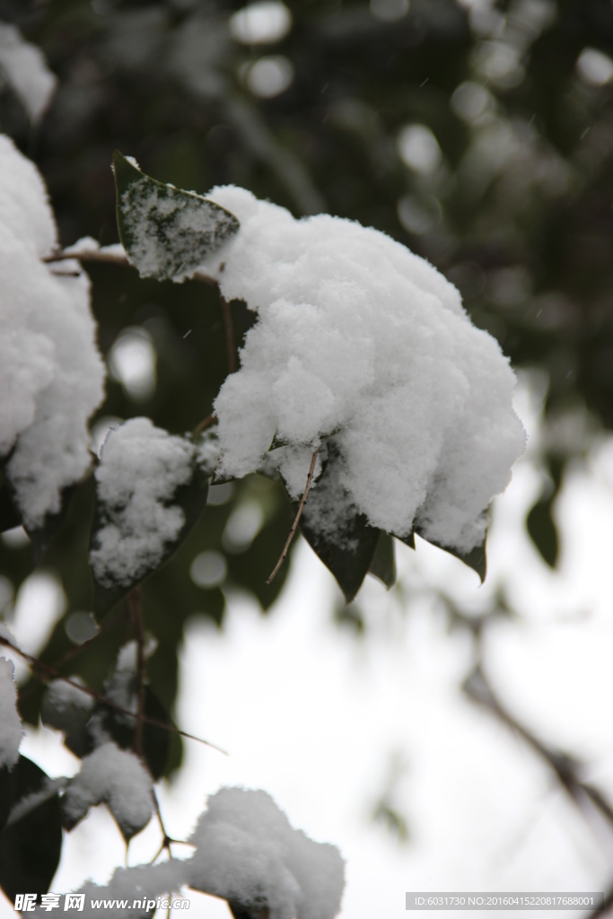 雪