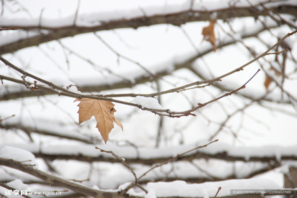 雪