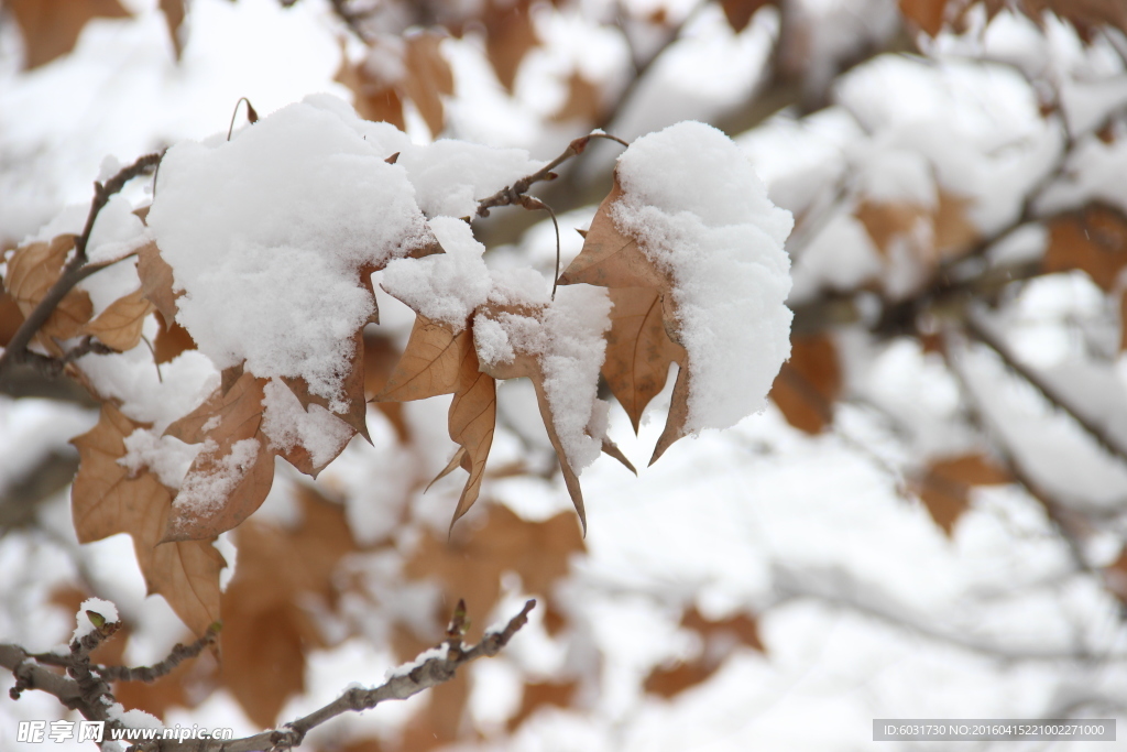 雪