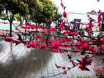海棠花