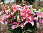 百合花