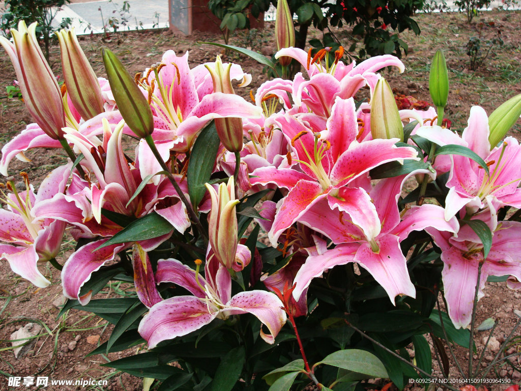 百合花