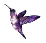 紫色蜂鸟