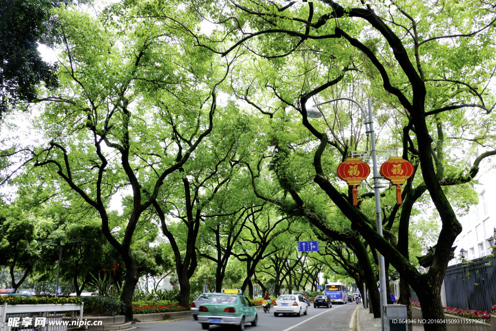 绿树