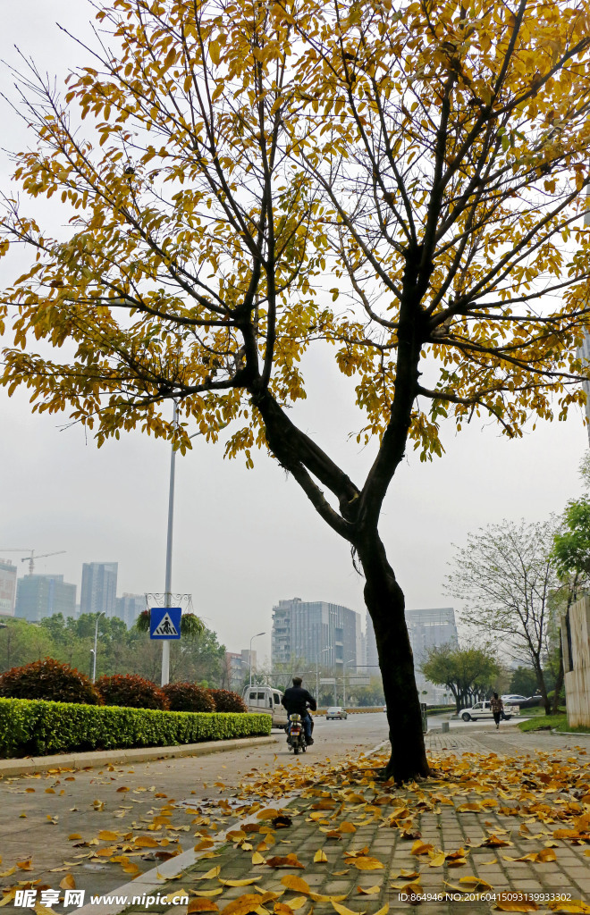 落叶