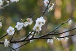 梅花 白梅花