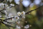 梅花 白梅花