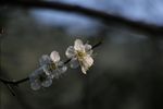 梅花 白梅花