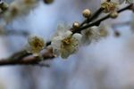 梅花 白梅花