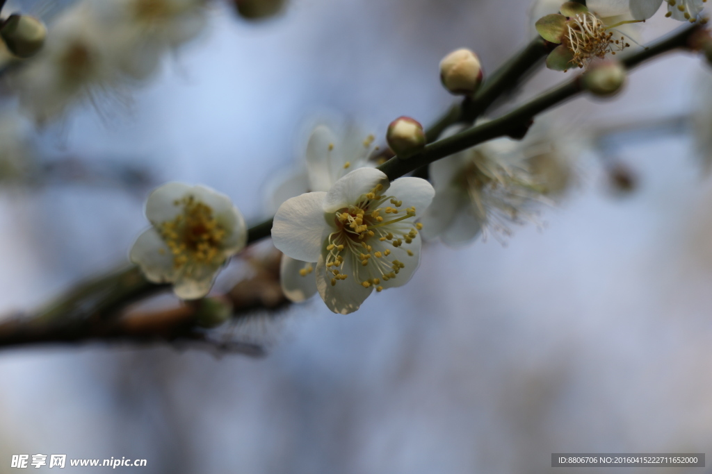 梅花 白梅花