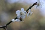 梅花 白梅花