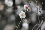 梅花 白梅