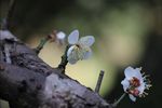 梅花 白梅