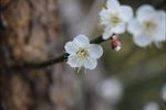 梅花 白梅花