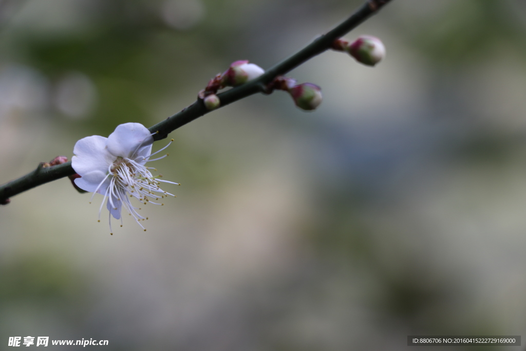 梅花 白梅花