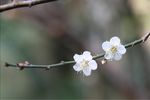 梅花 白梅花