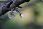 梅花 白梅