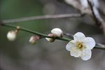梅花 白梅