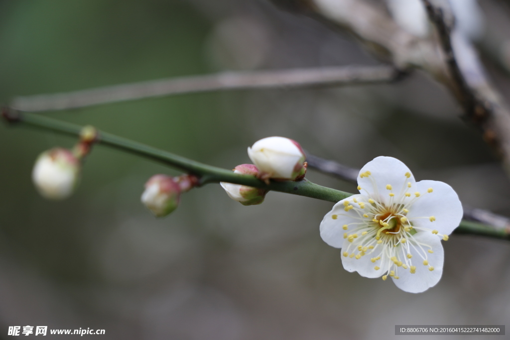 梅花 白梅