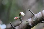 梅花 白梅