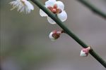 梅花 白梅