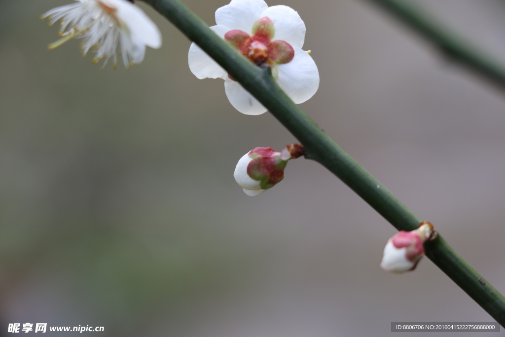 梅花 白梅