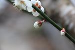 梅花 白梅