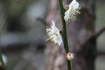 梅花 白梅