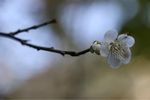 梅花 寒梅 白梅