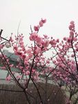 红梅树