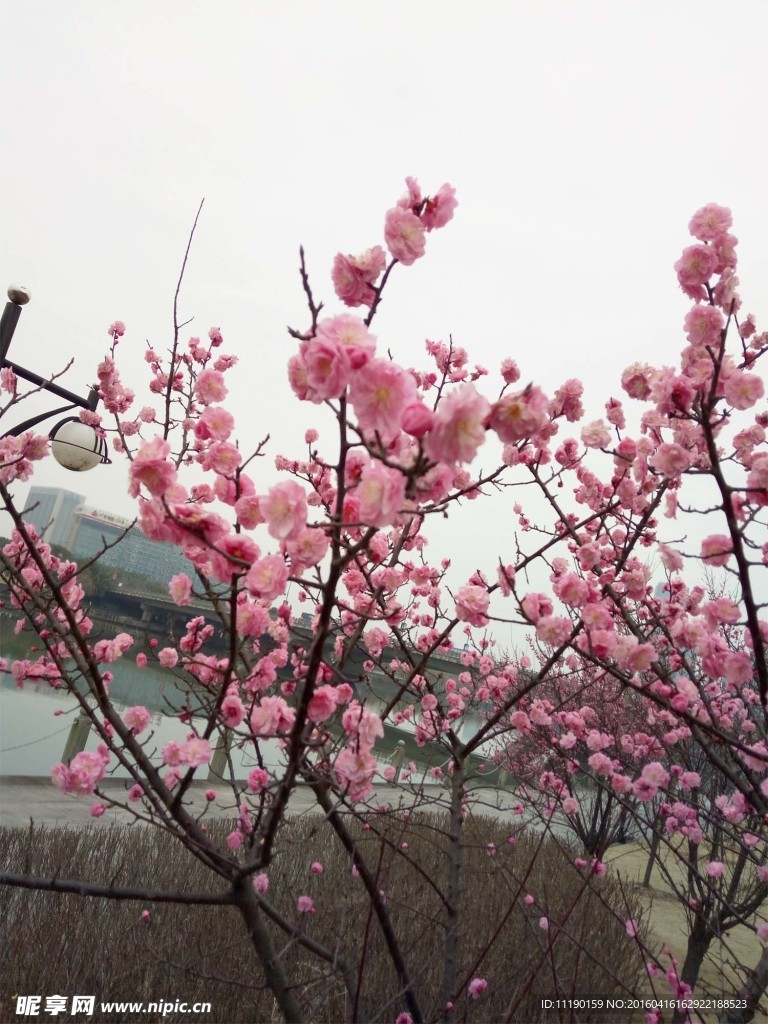 红梅树