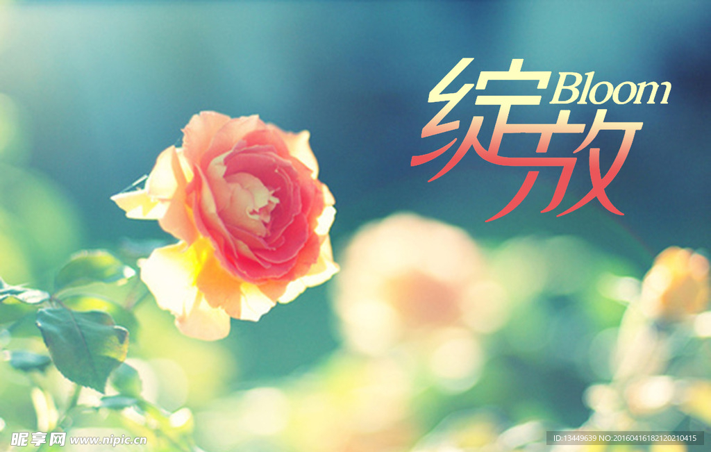 绽放