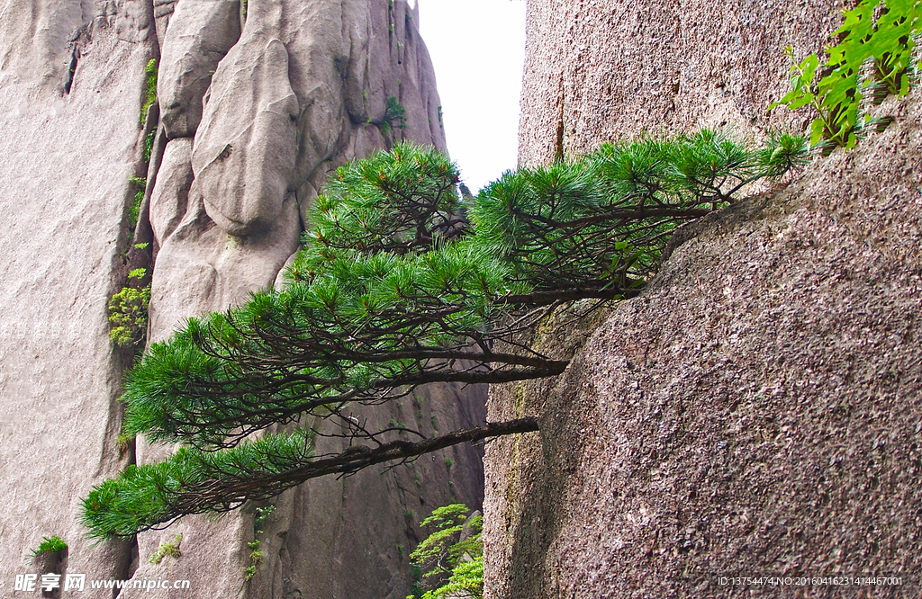 黄山之青