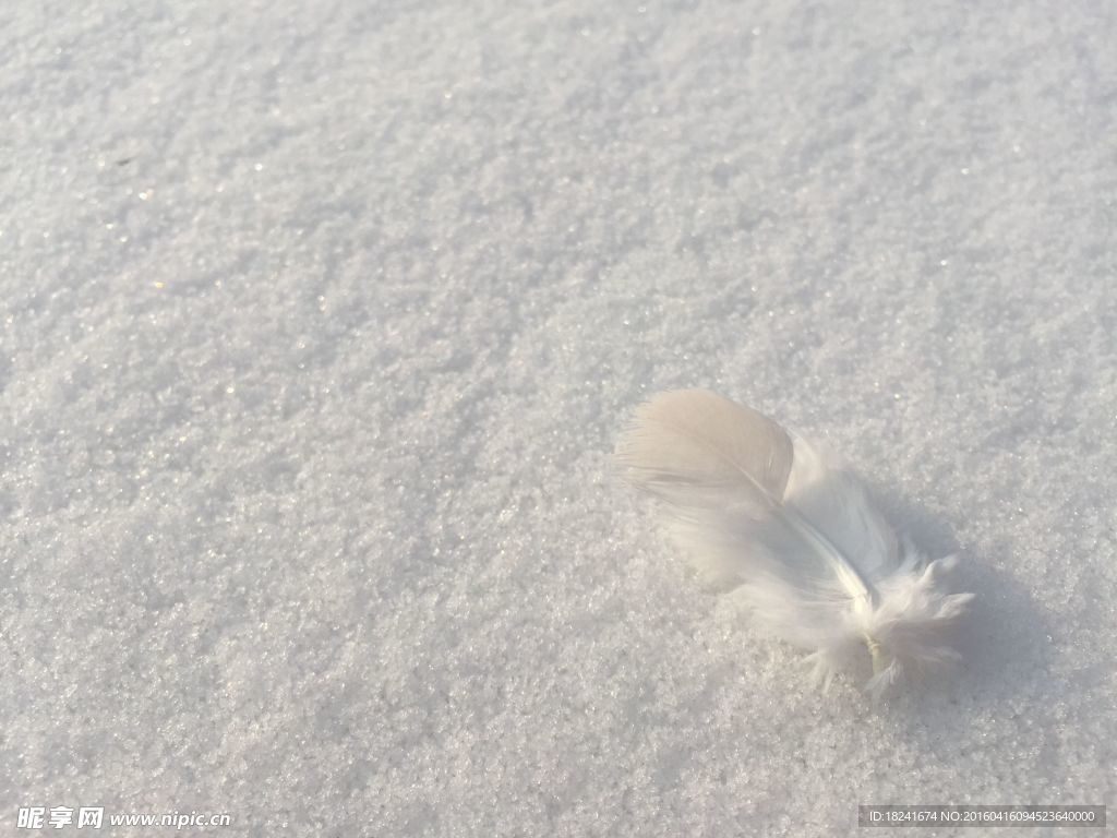 雪上的羽毛