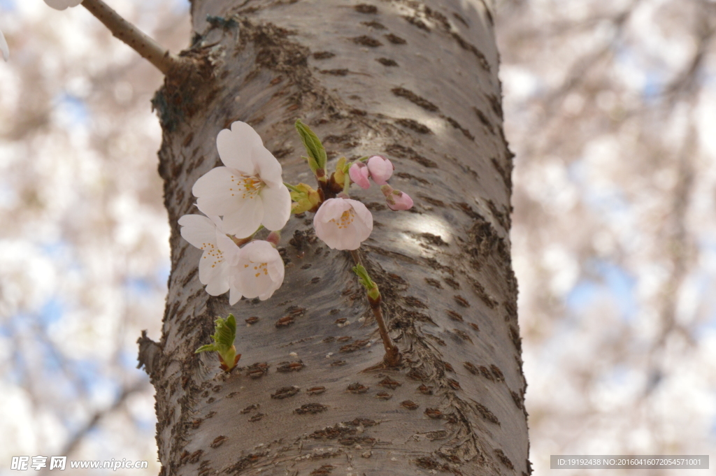 樱花