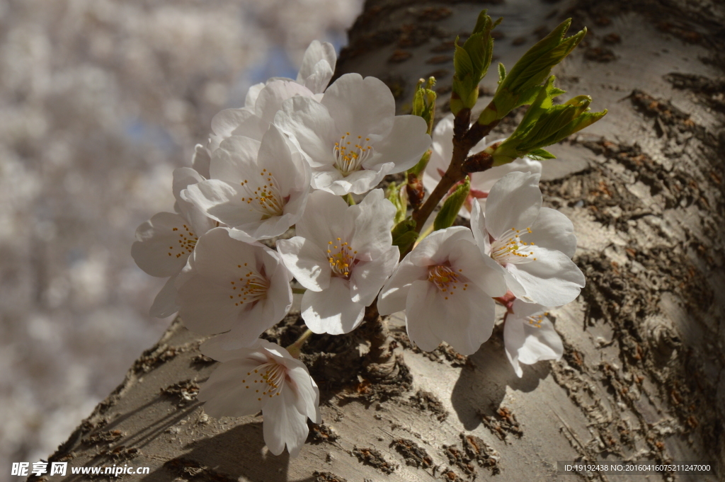 樱花