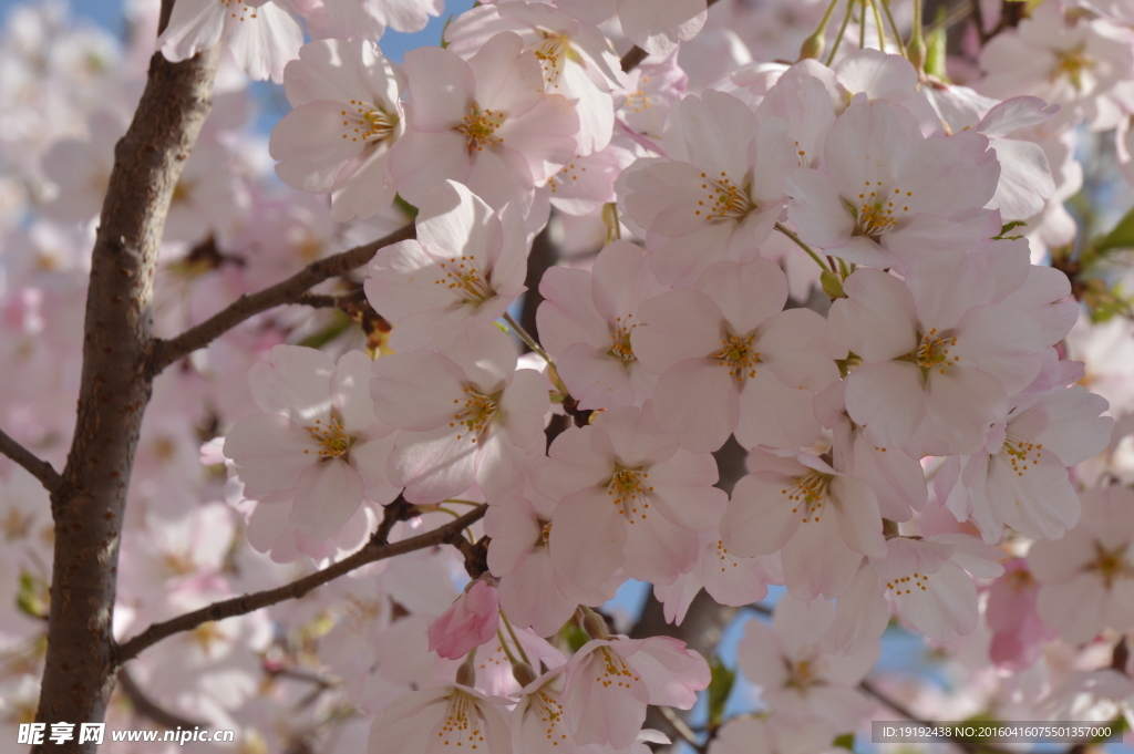 樱花