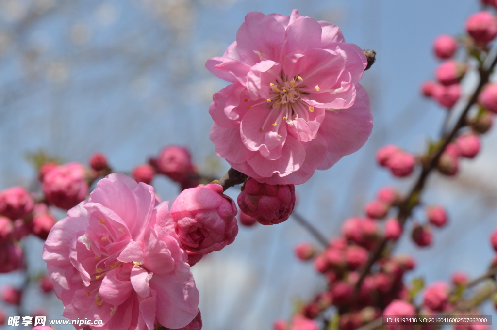 梅花