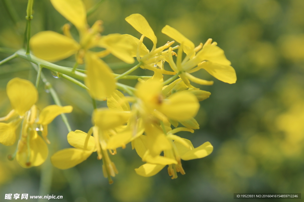 油菜花