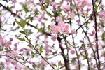 海棠花 花卉