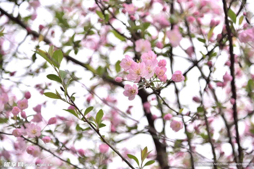 海棠花 花卉