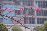 梅花 花卉