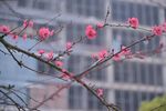 梅花 花卉