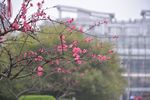 梅花 花卉