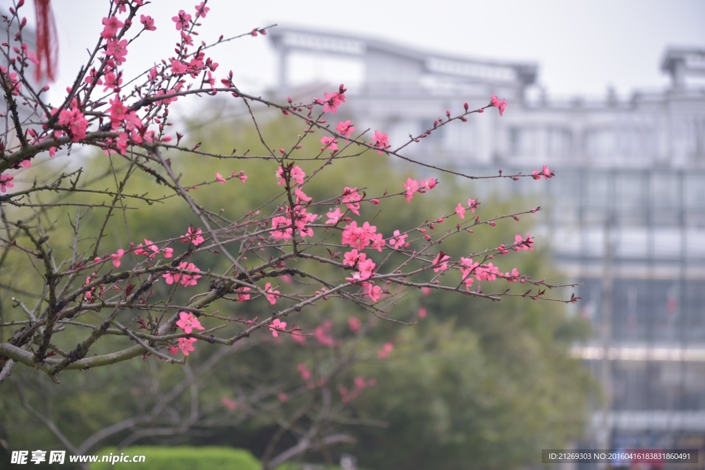 梅花 花卉