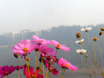 美丽格桑